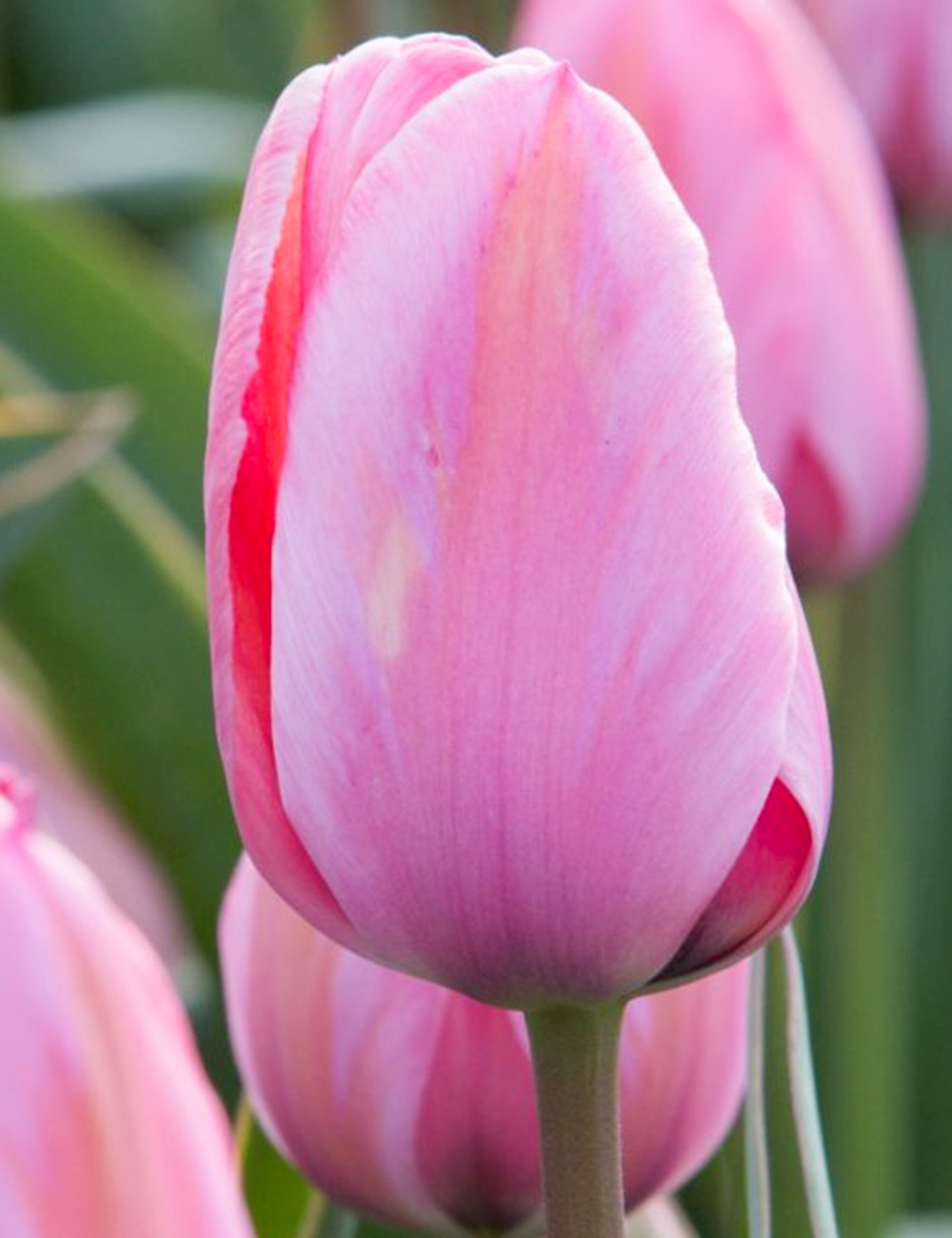 Tulip 'Pink Impression'