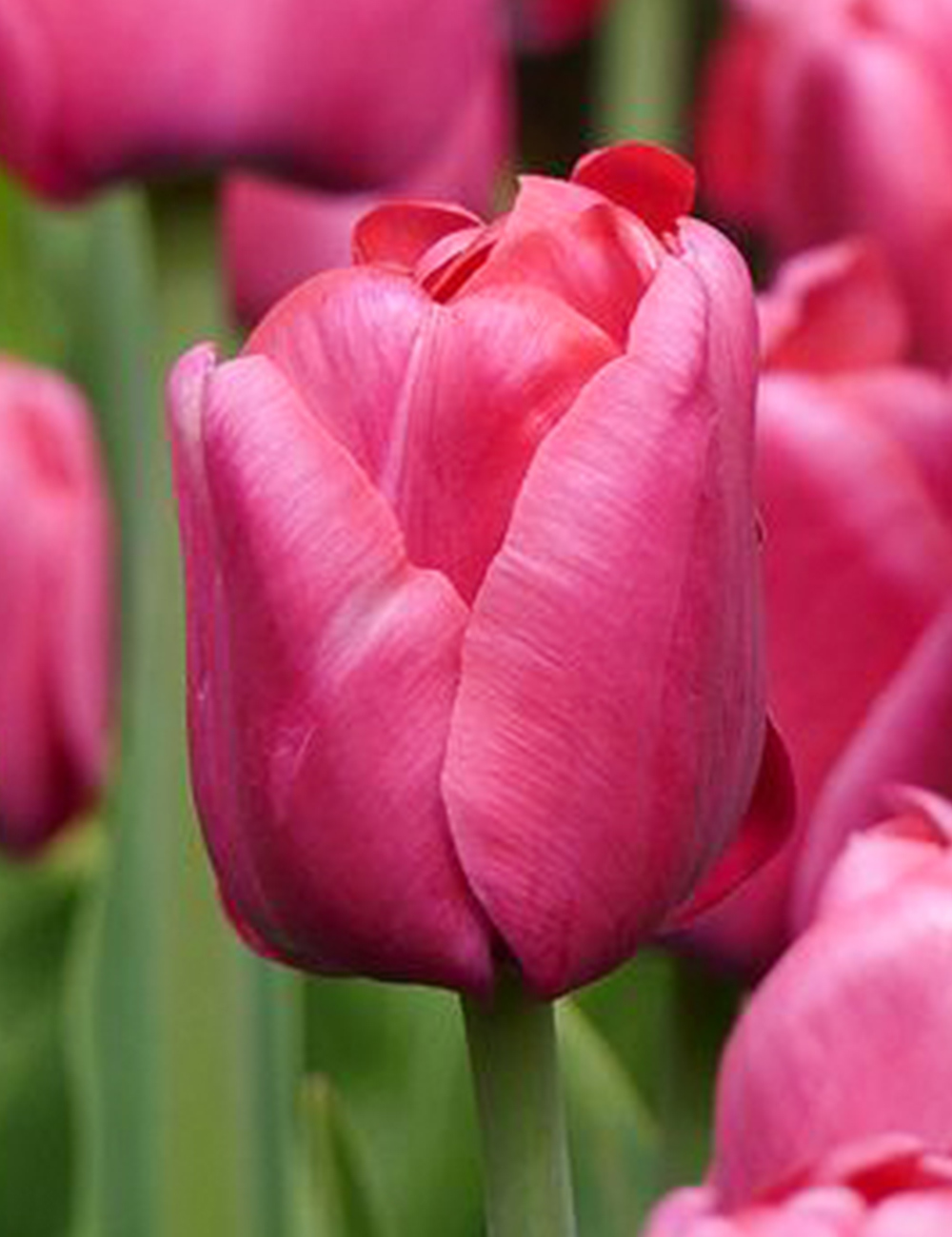 Tulip 'Perk'