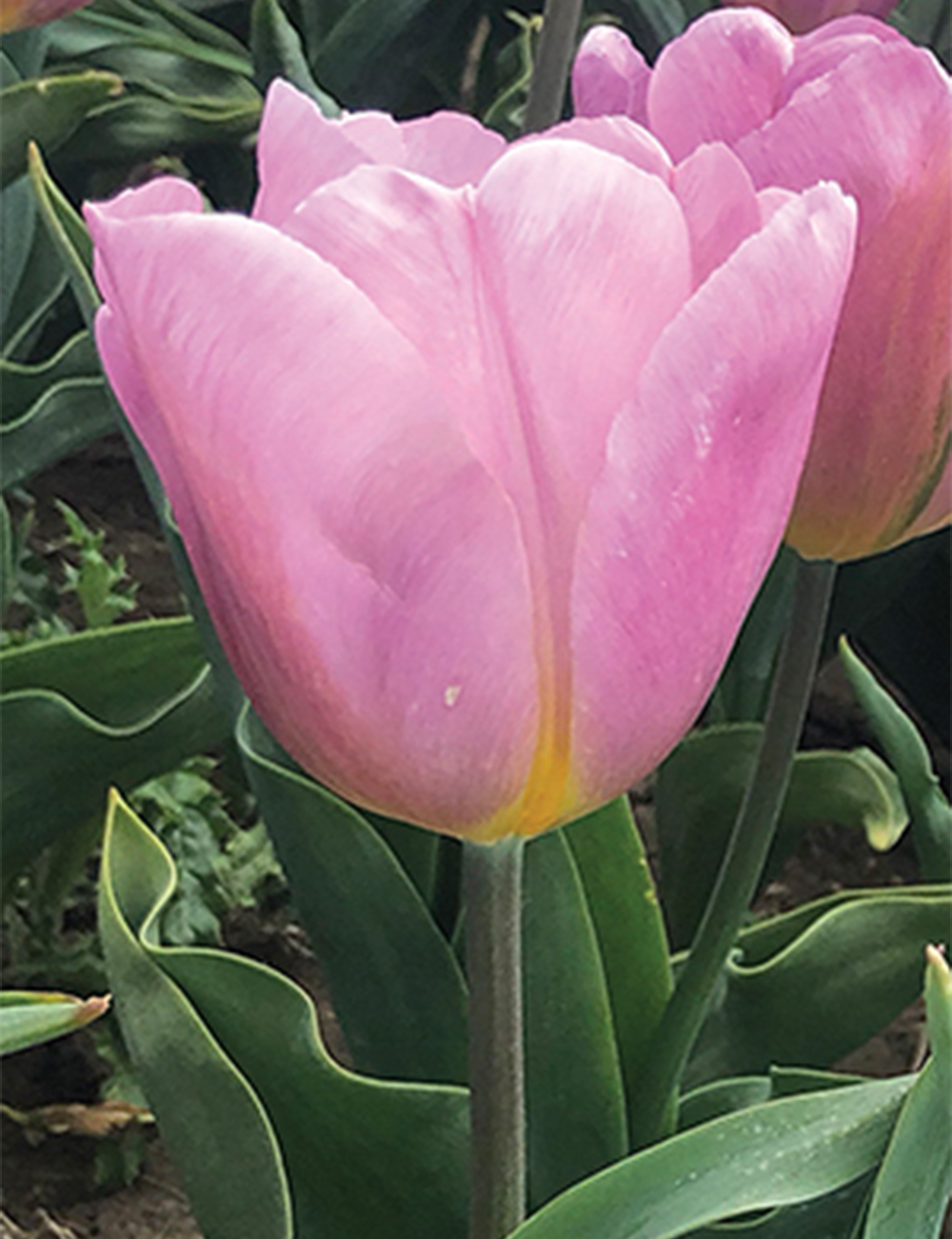 Tulip 'Piet Veerman'