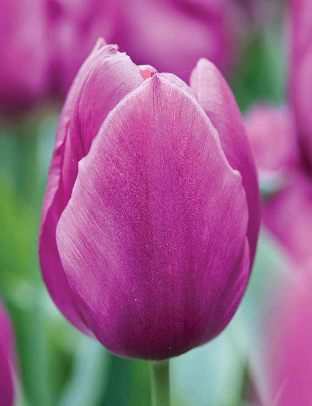 Tulip 'Purple Prince'