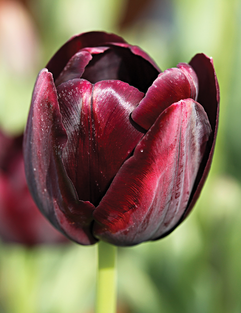 Tulip 'Paul Scherer'