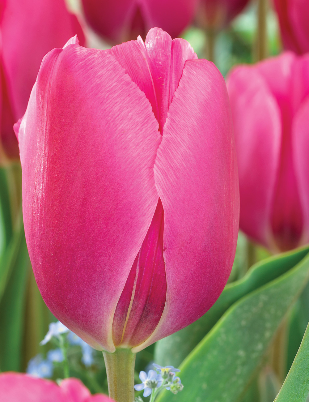 Tulip 'Prime Time'