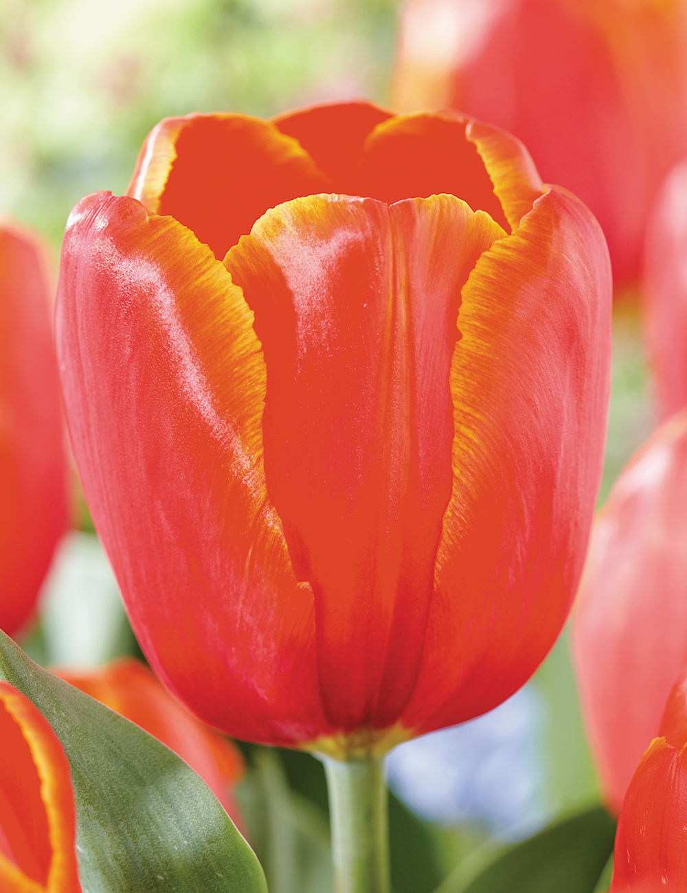 Tulip 'Power Play'