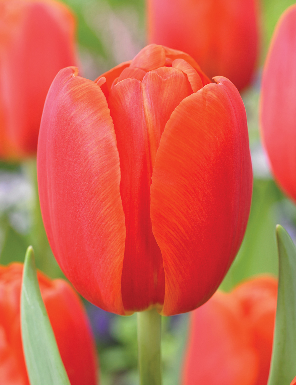 Tulip Palazzo Tesselaar