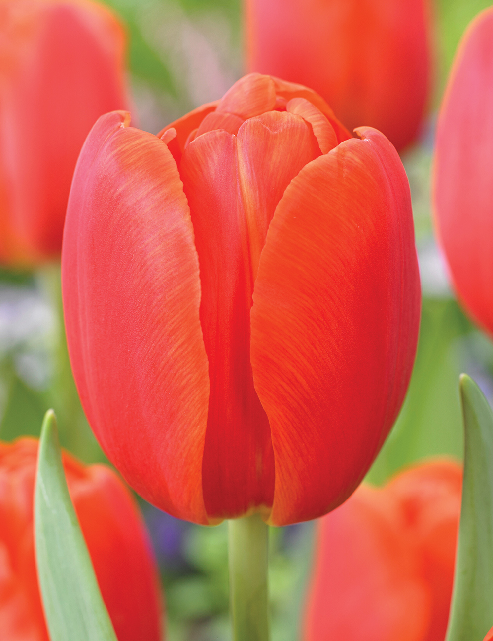 Tulip 'Palazzo'