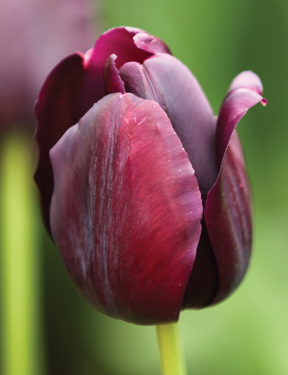 The Black Tulip 'Queen of the Night'