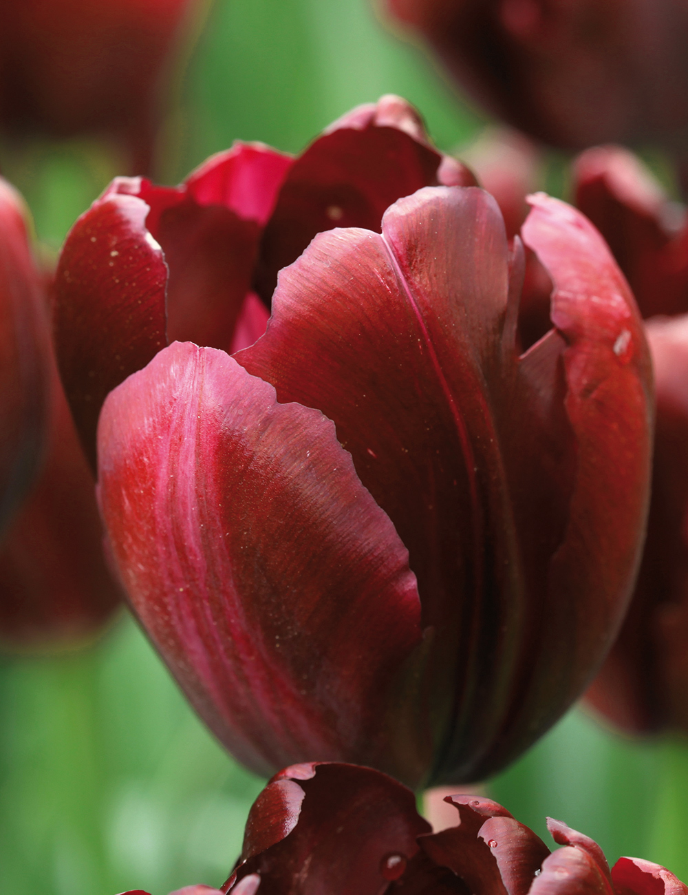 Tulip 'Ronaldo'