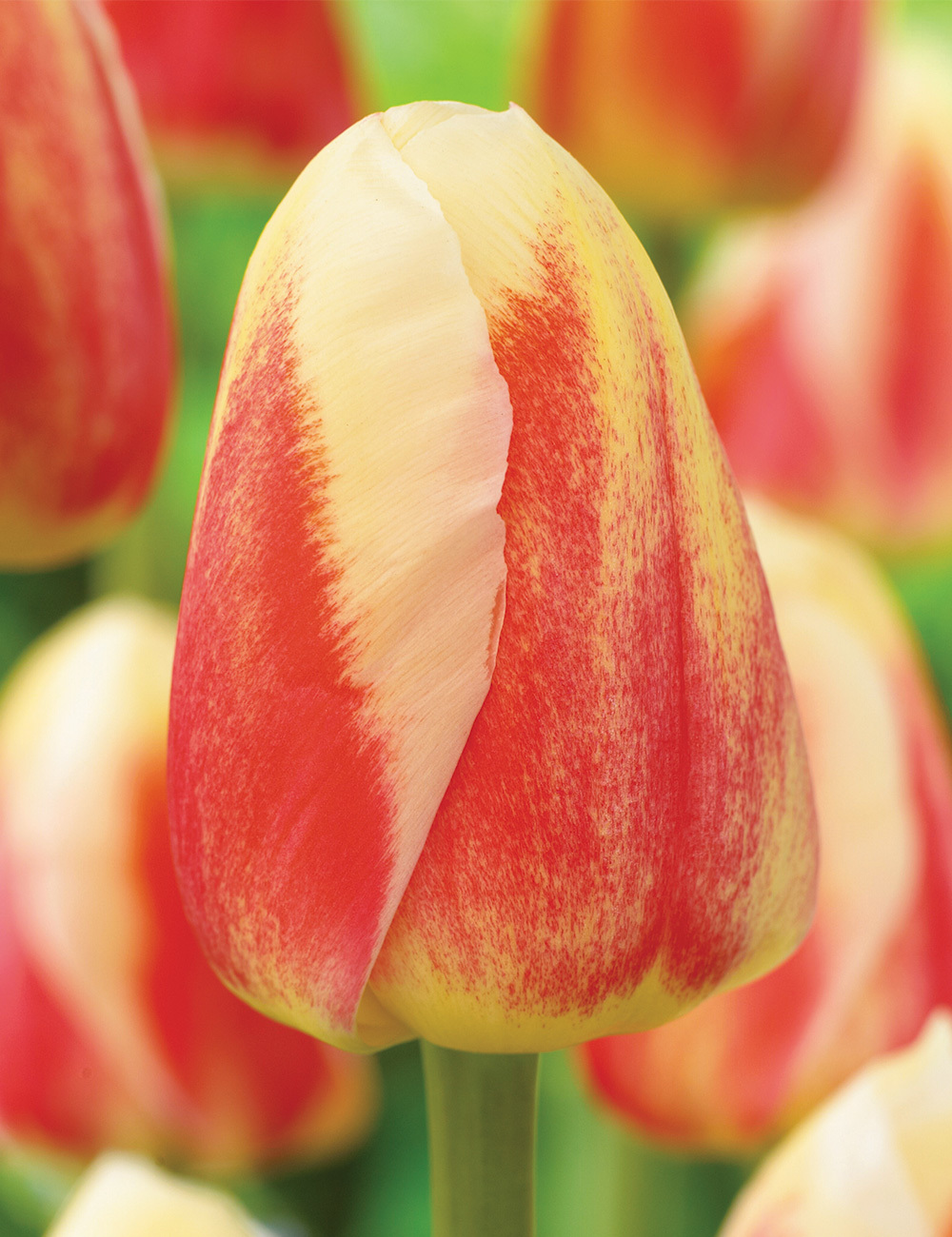 Tulip 'Roman Empire'