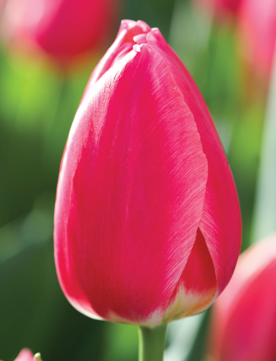 Tulip Rosy Delight