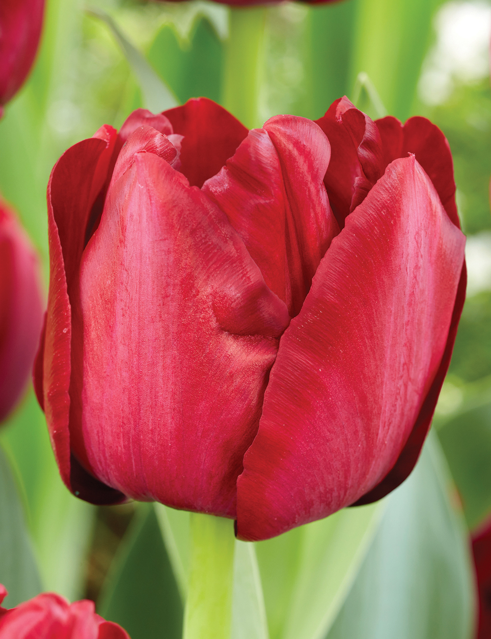 Tulip 'Red Saigon'