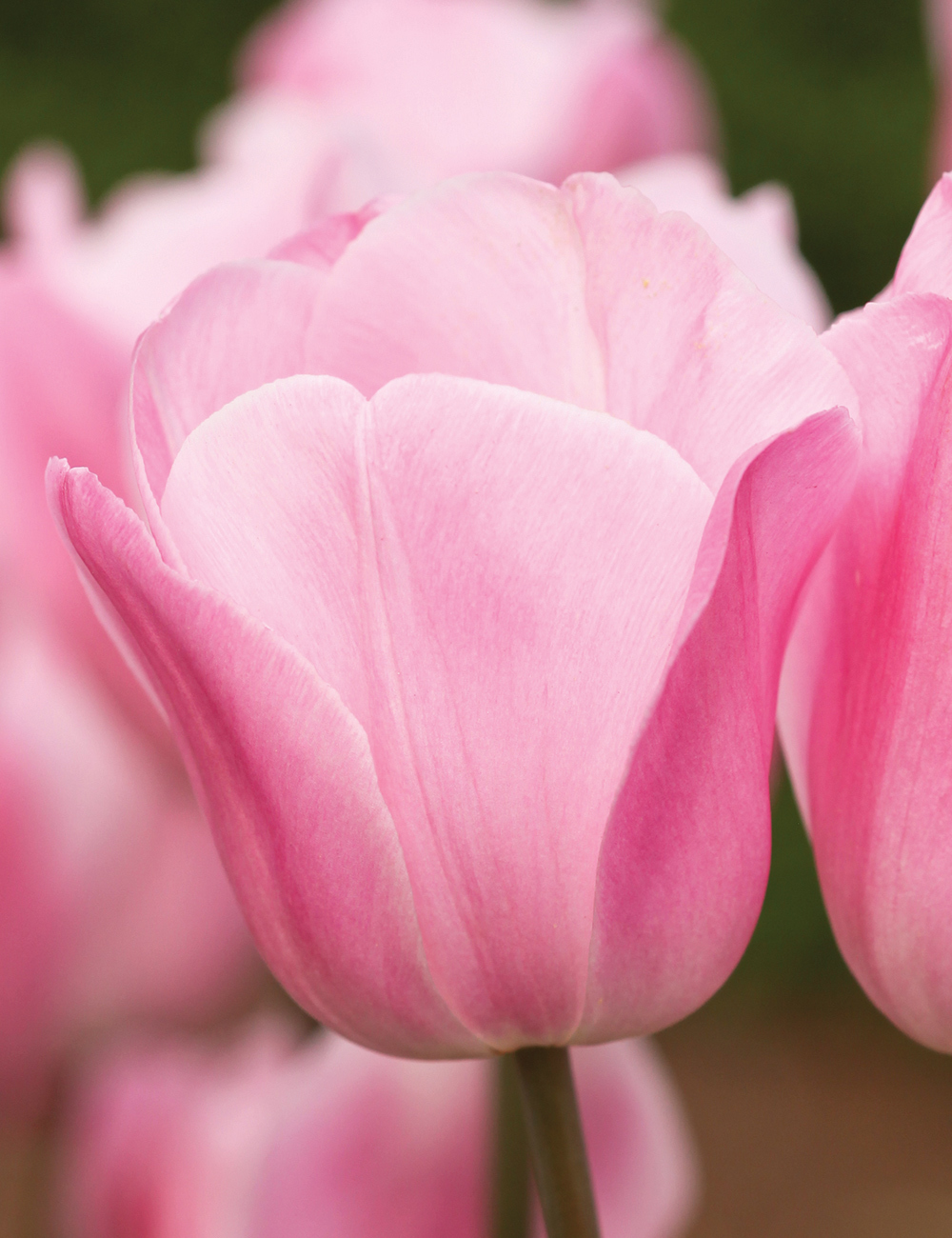 Tulip 'Rosalie'