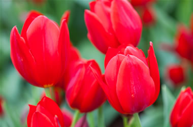 Multi Flowering Tulip Roulette