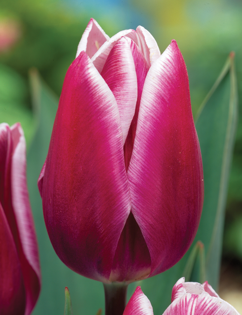 Tulip Synaeda Blue