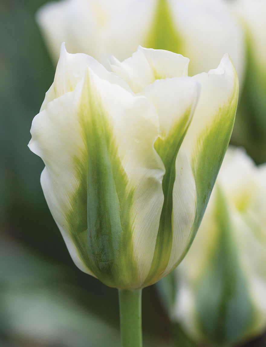 Viridiflora Tulip Spring Green