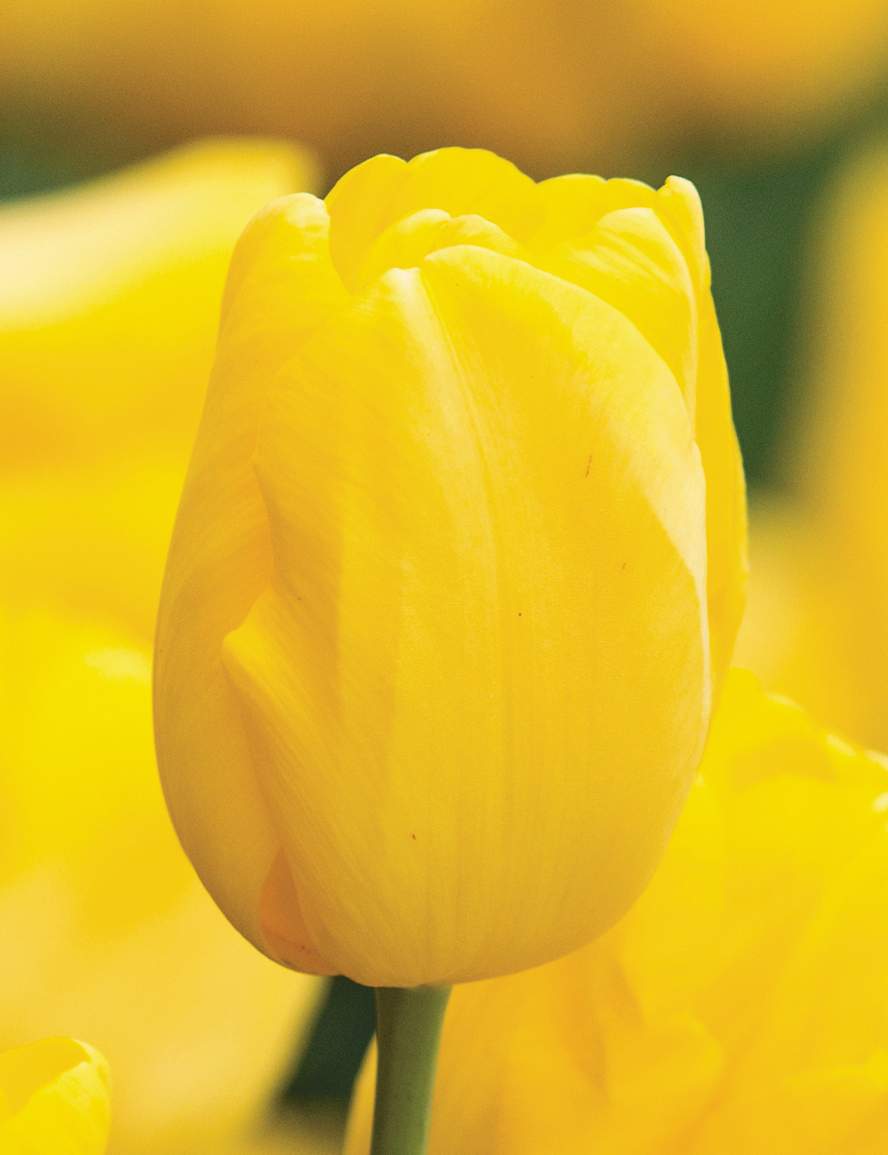 BULK BUY Tulip 'Strong Gold'