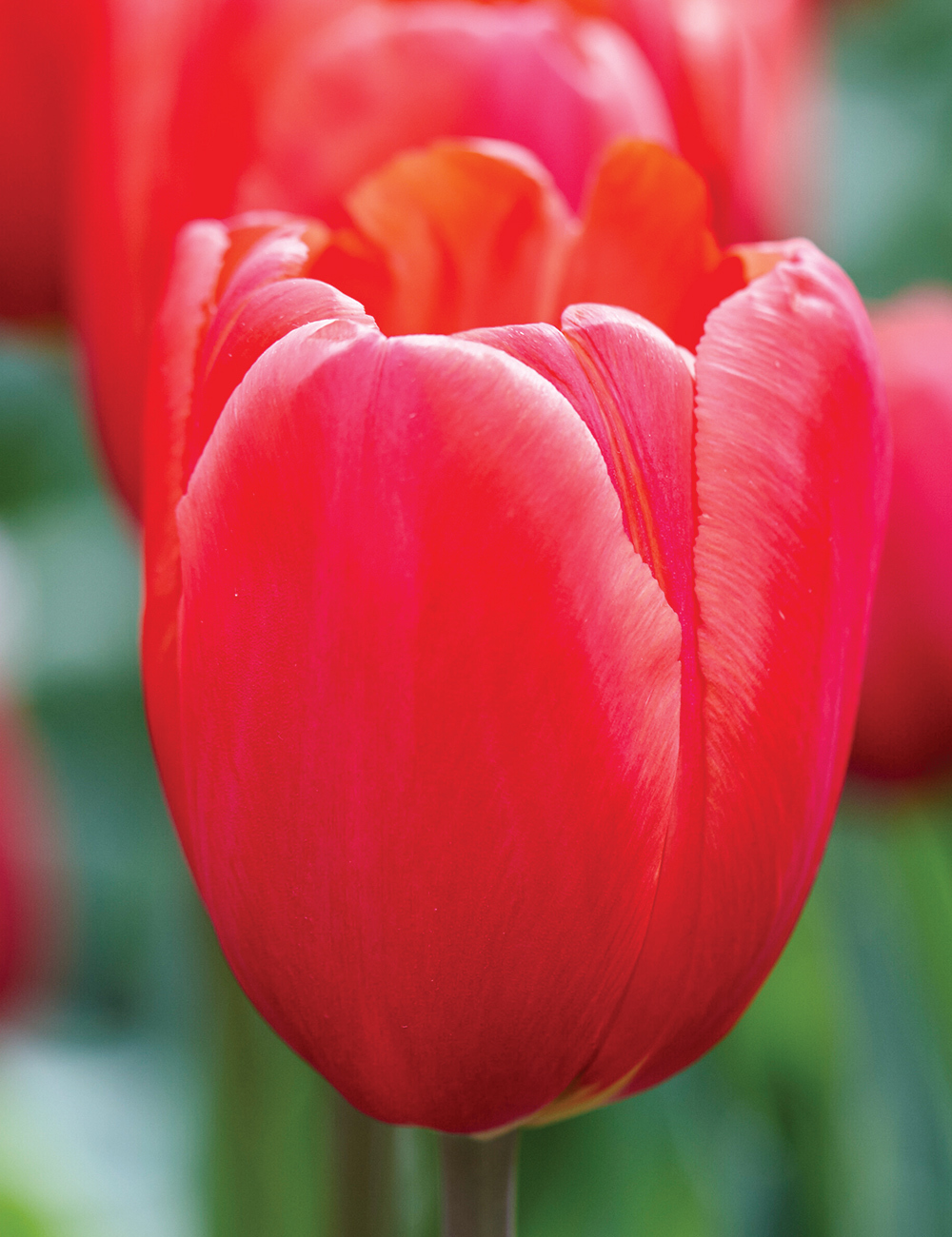 Tulip 'Surrender'