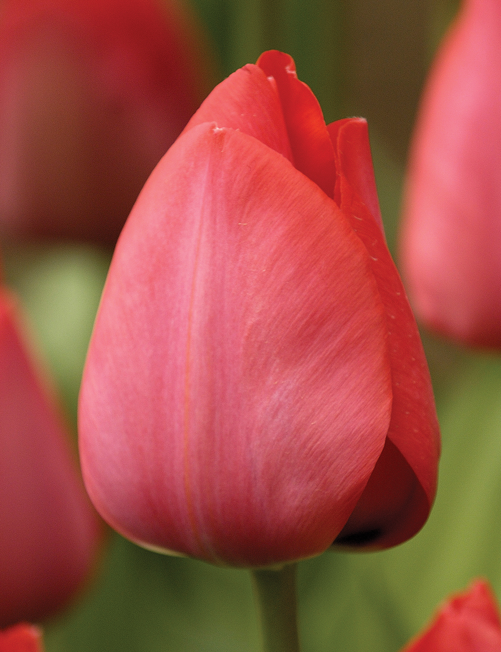 Tulip 'Spryng'