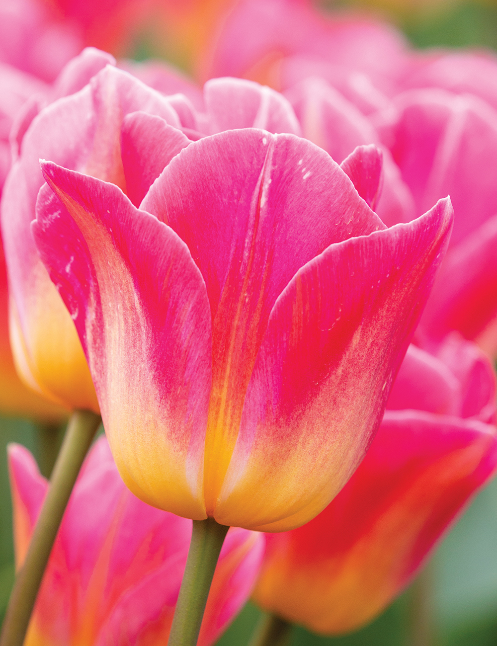 Tulip 'Tom Pouce'