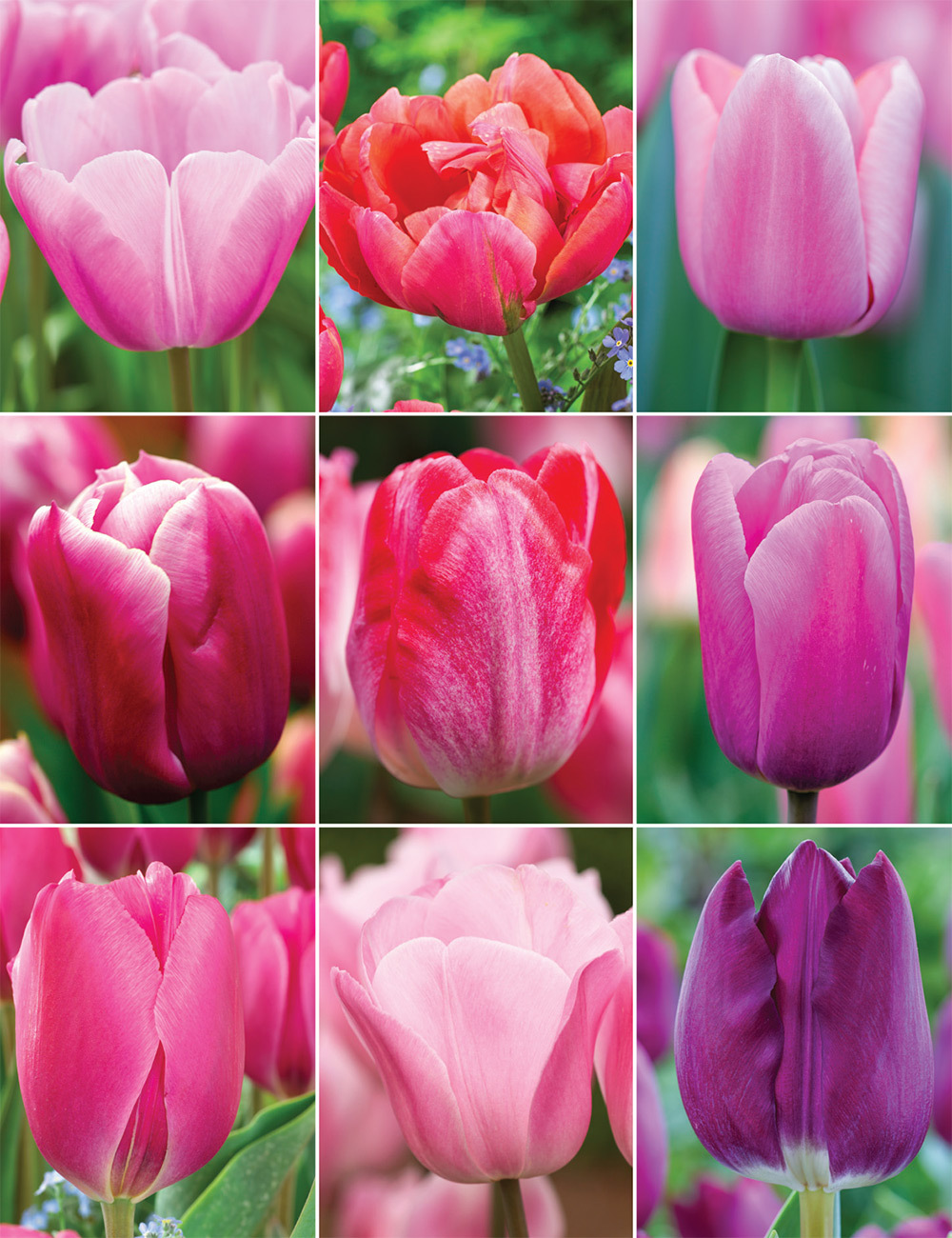 Cool Coloured Tulips (reduced) Collection