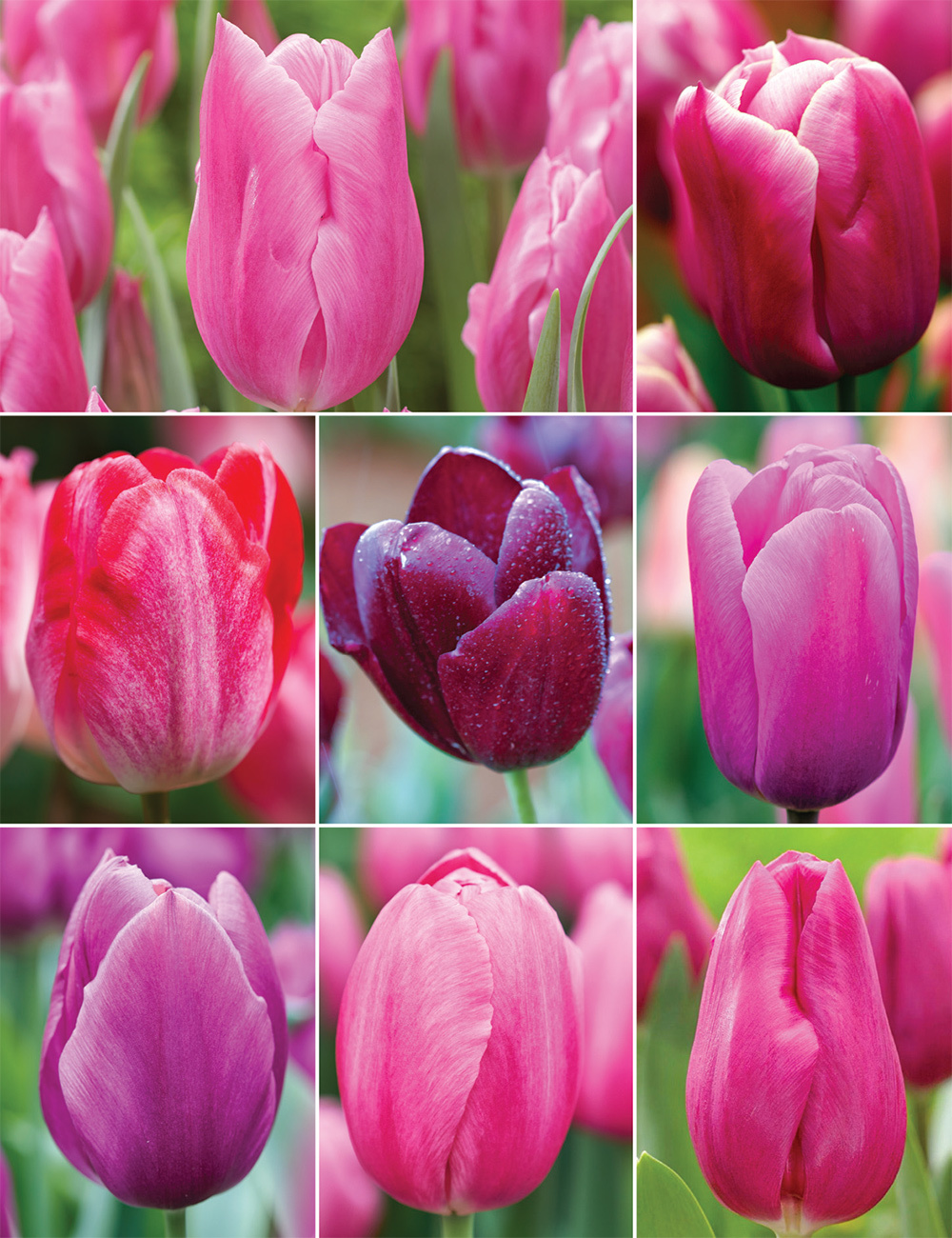 Cool Coloured Tulips Collection