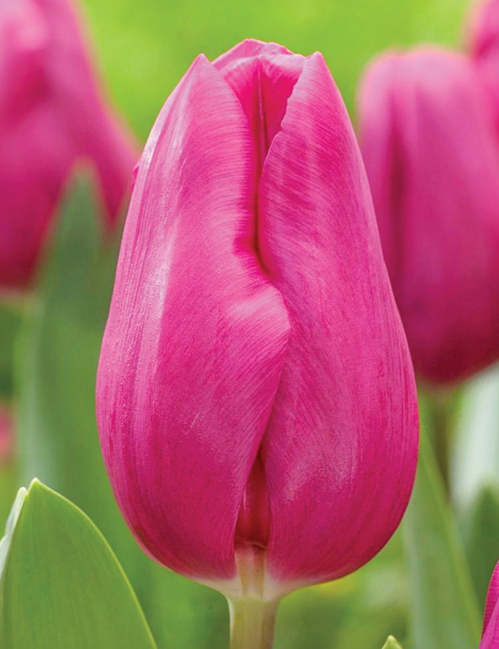 Tulip 'Purple Raven'