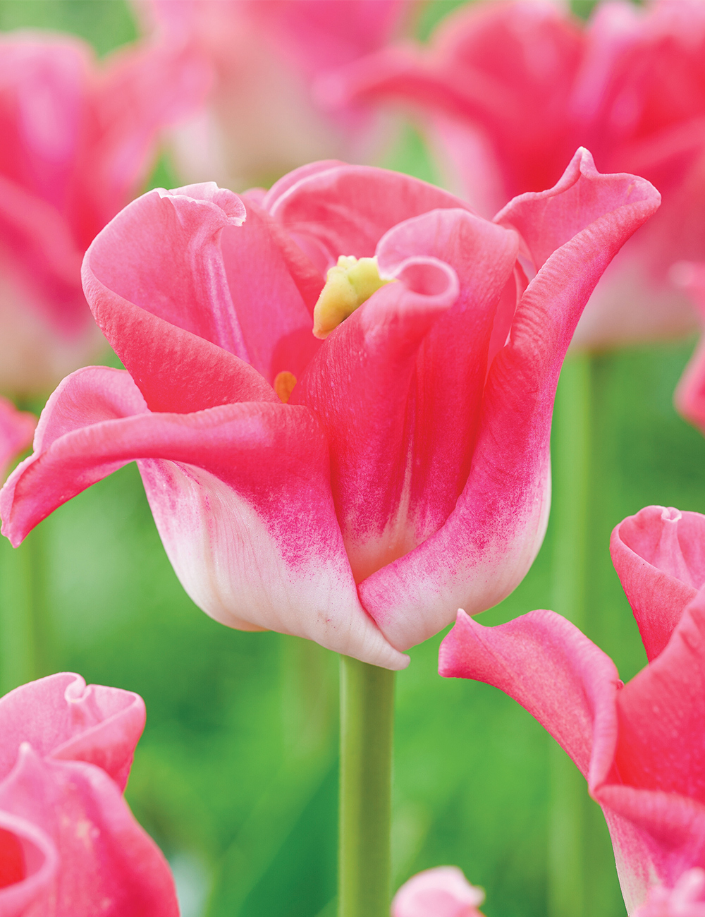 Coronet Tulip 'Crown of Dynasty'