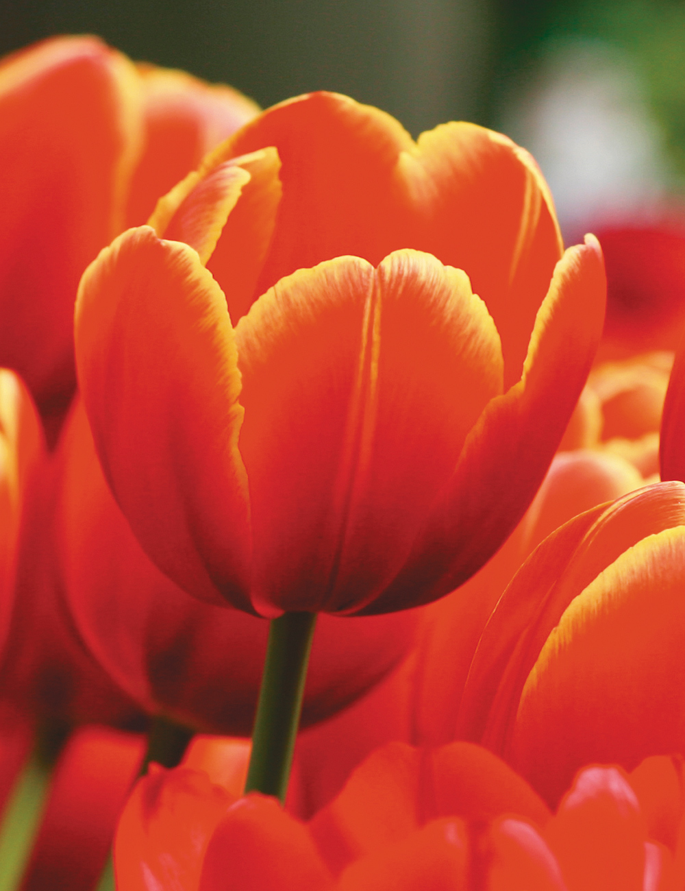 BULK BUY Tulip 'World's Favourite'