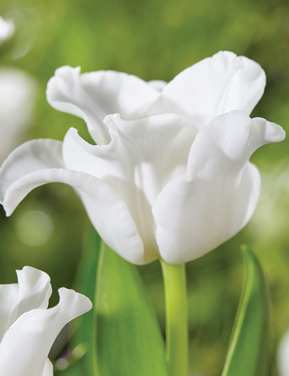 Coronet Tulip 'White Liberstar'
