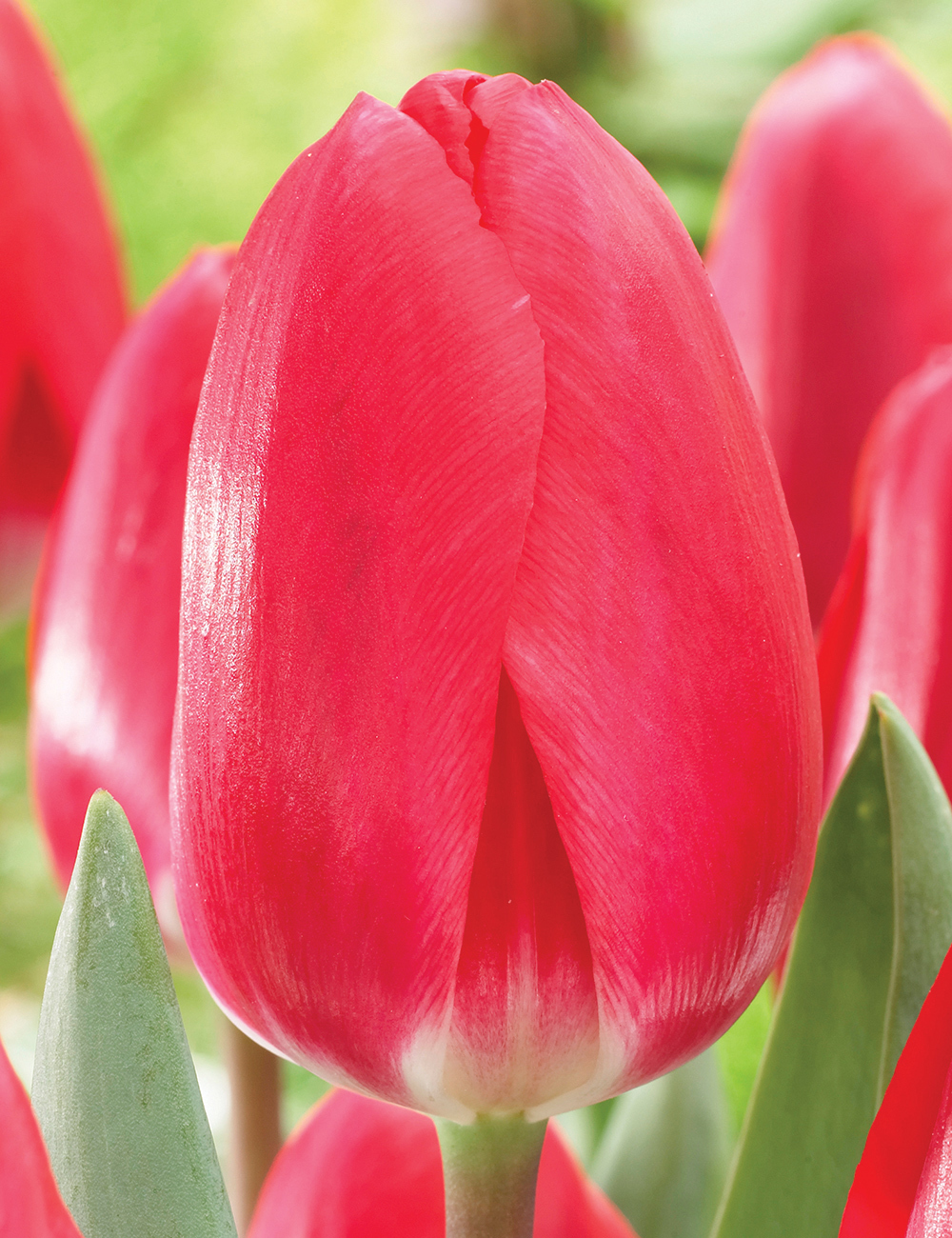 Magniflora Tulip 'Cherry Delight'