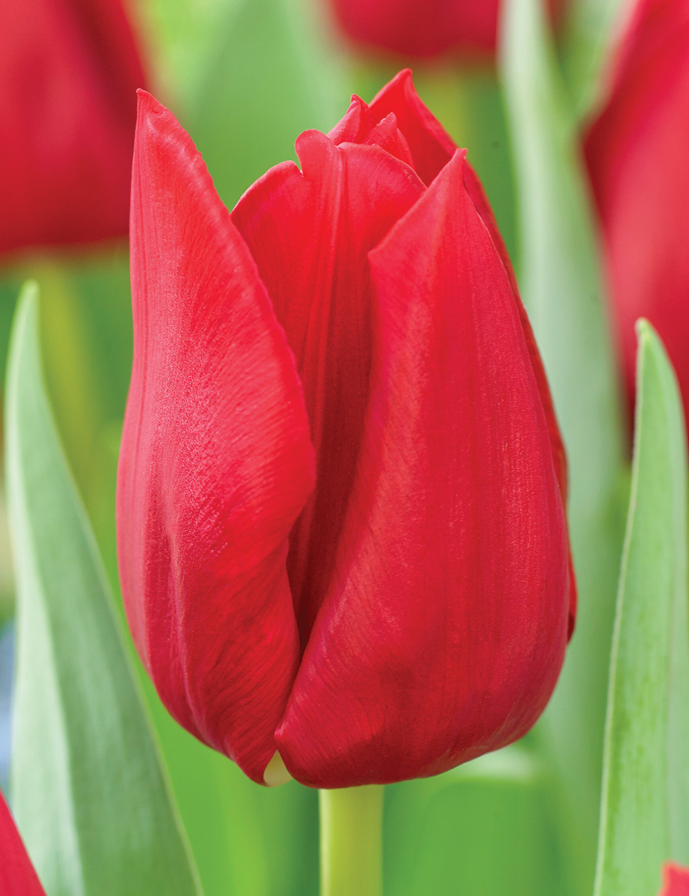 Tulip 'Curry'