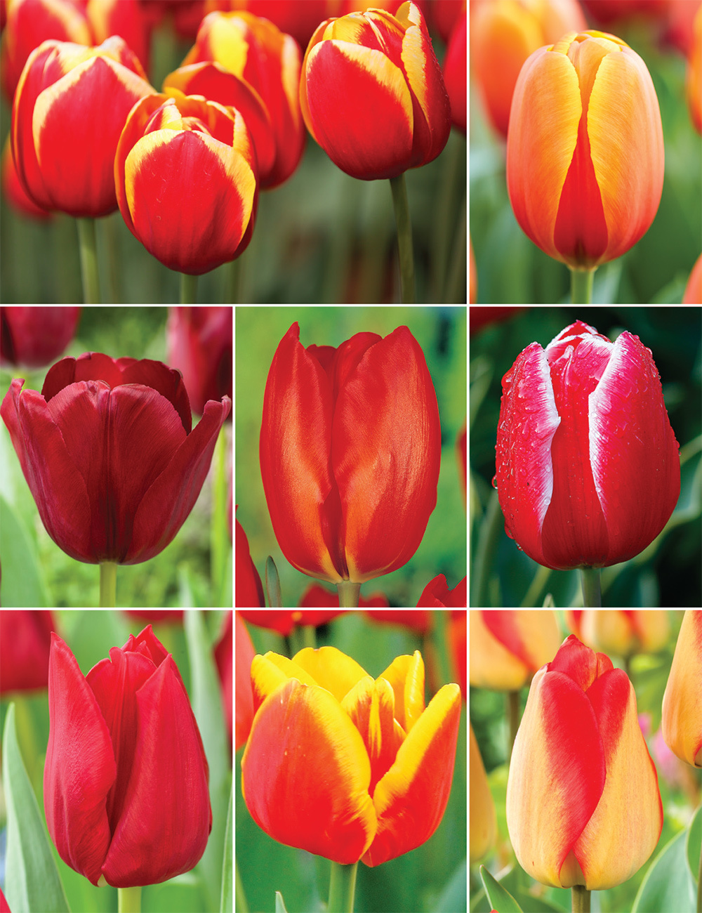 Warm Coloured Tulips Collection