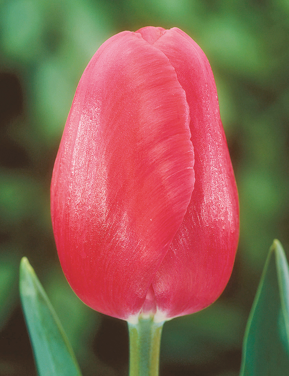 Tulip Zorro