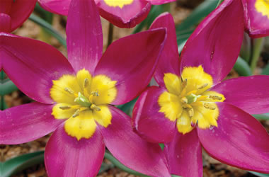 (52C) Species Tulip Odalisque