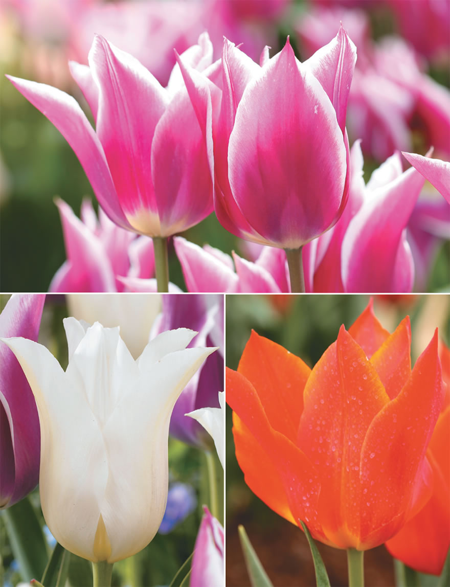 Lily Tulips Collection