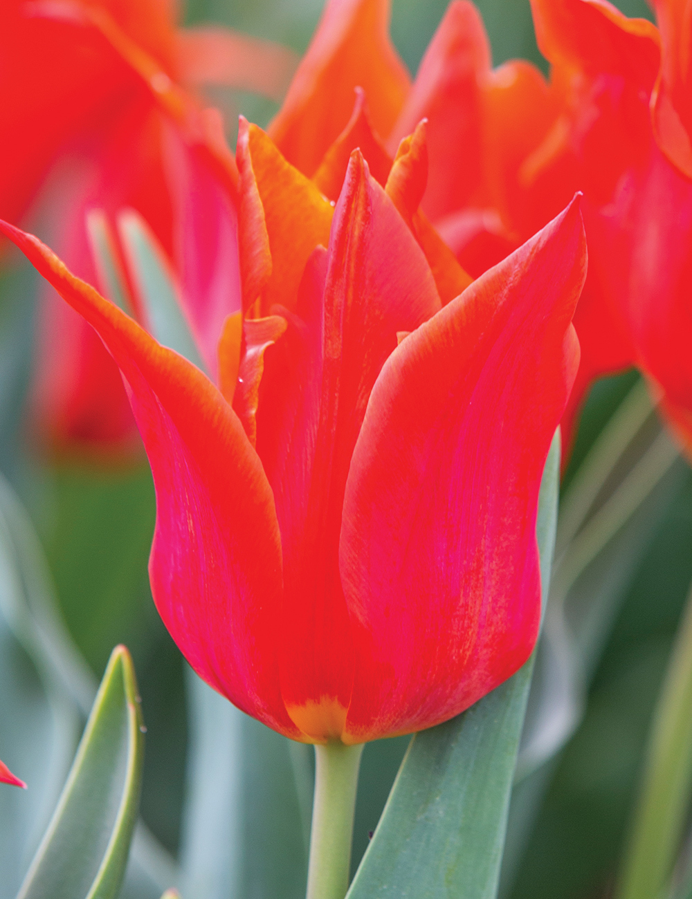 Lily Tulip 'Synaeda Orange'