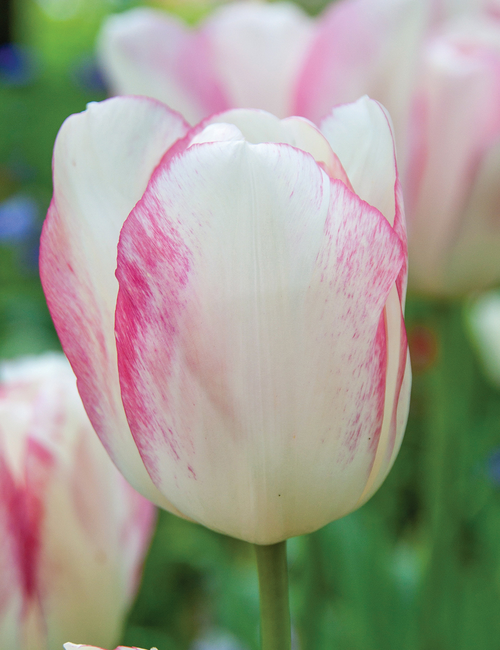 Monet Tulip 'Blushing Girl'