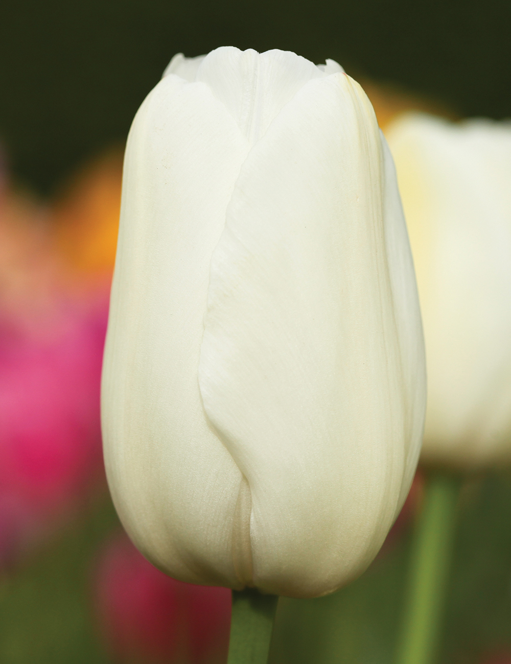 Monet Tulip Bollene