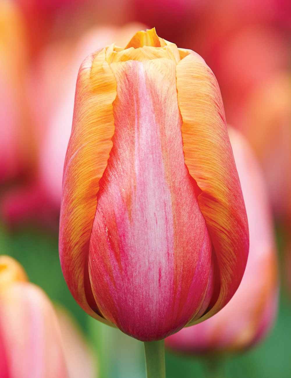 Monet Tulip Batavia