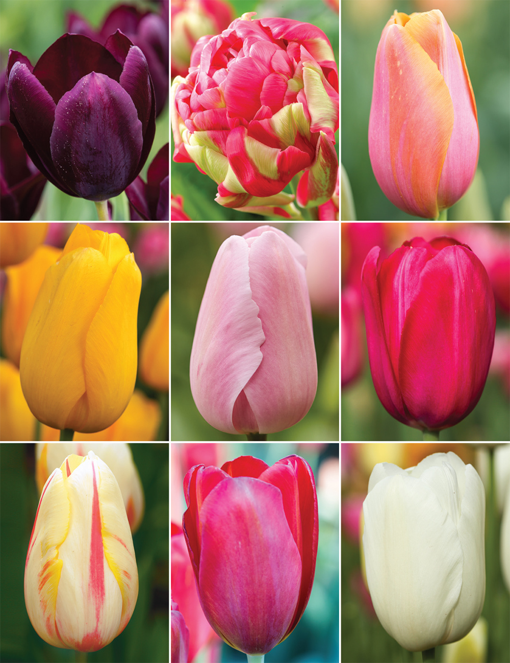 Monet Tulips Collection
