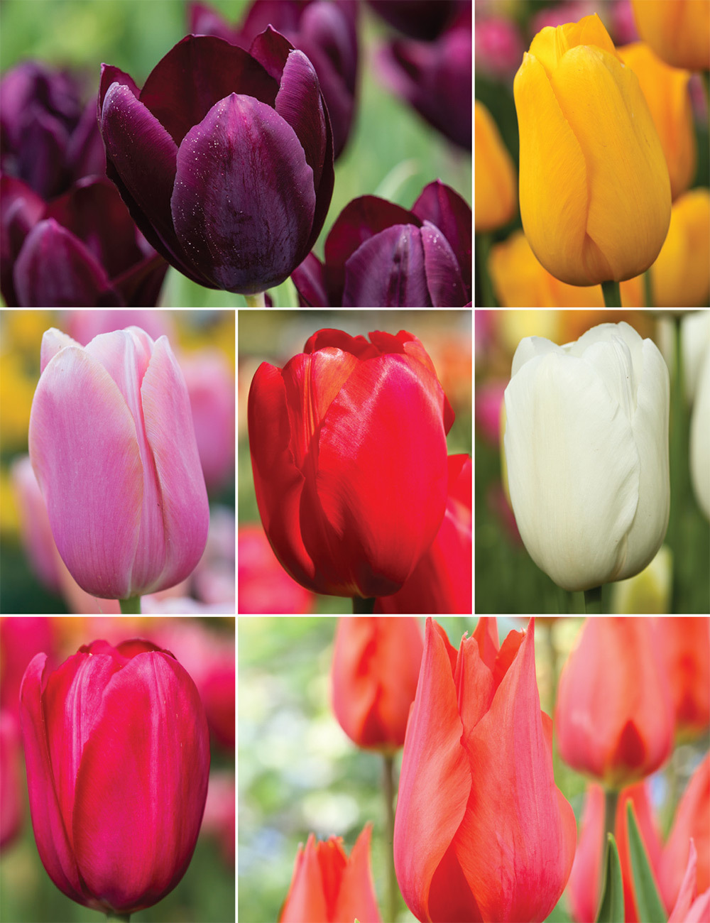 Monet Tulips (reduced) Collection