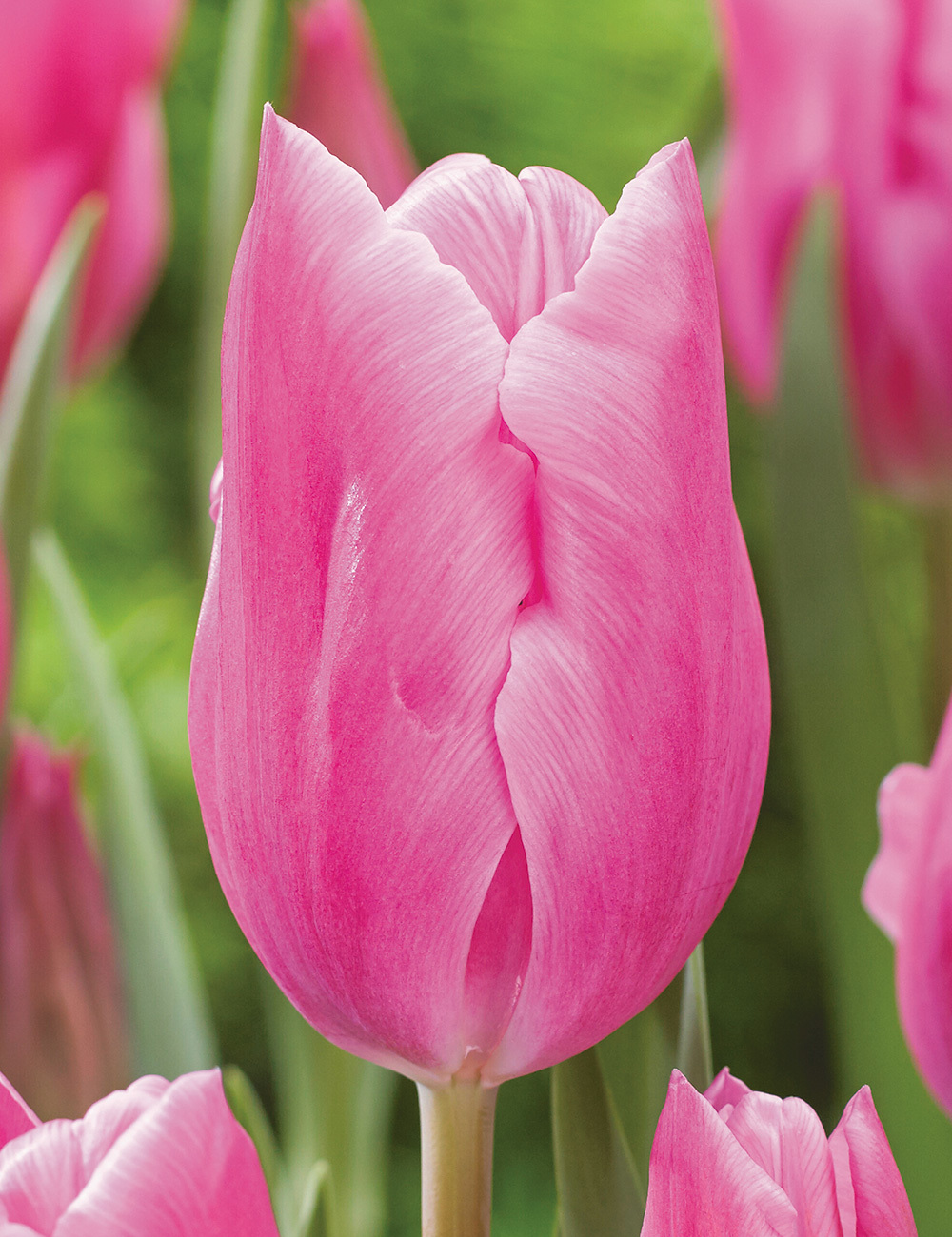 Monet Tulip 'Carmine'