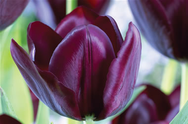 Monet Tulips Cafe Noir