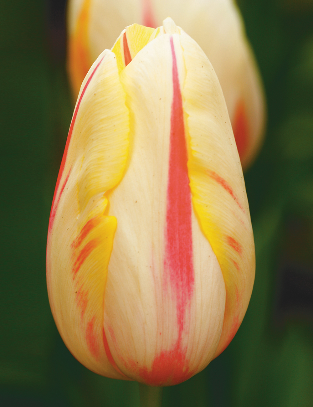 Monet Tulip 'Camargue'