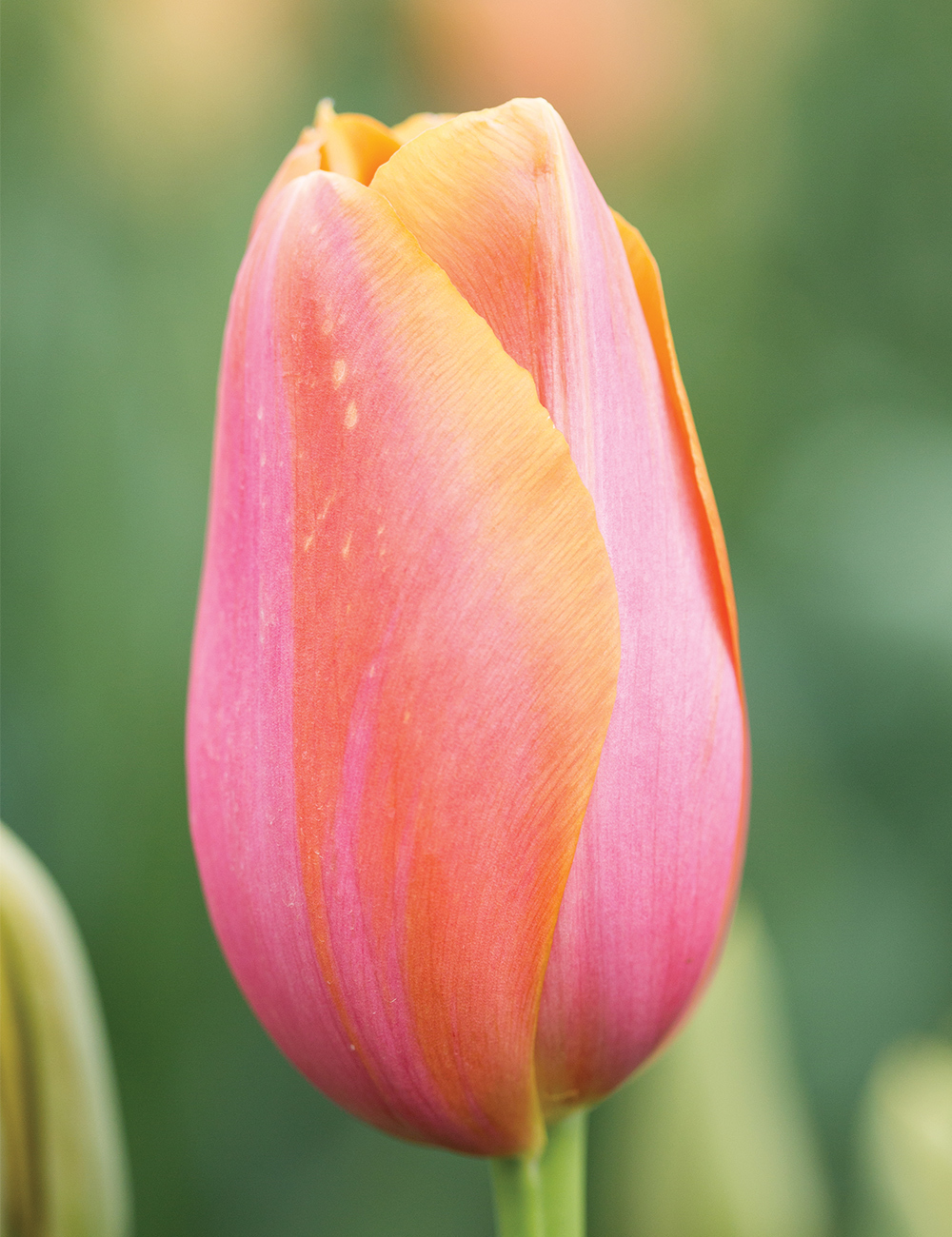 Monet Tulip 'Dordogne'