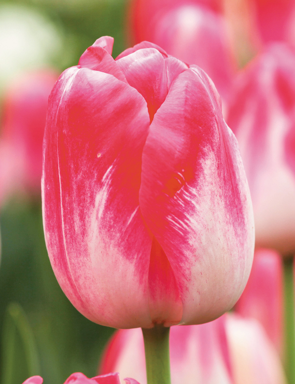 Monet Tulip 'Tesselaar Diamond Jubilee'