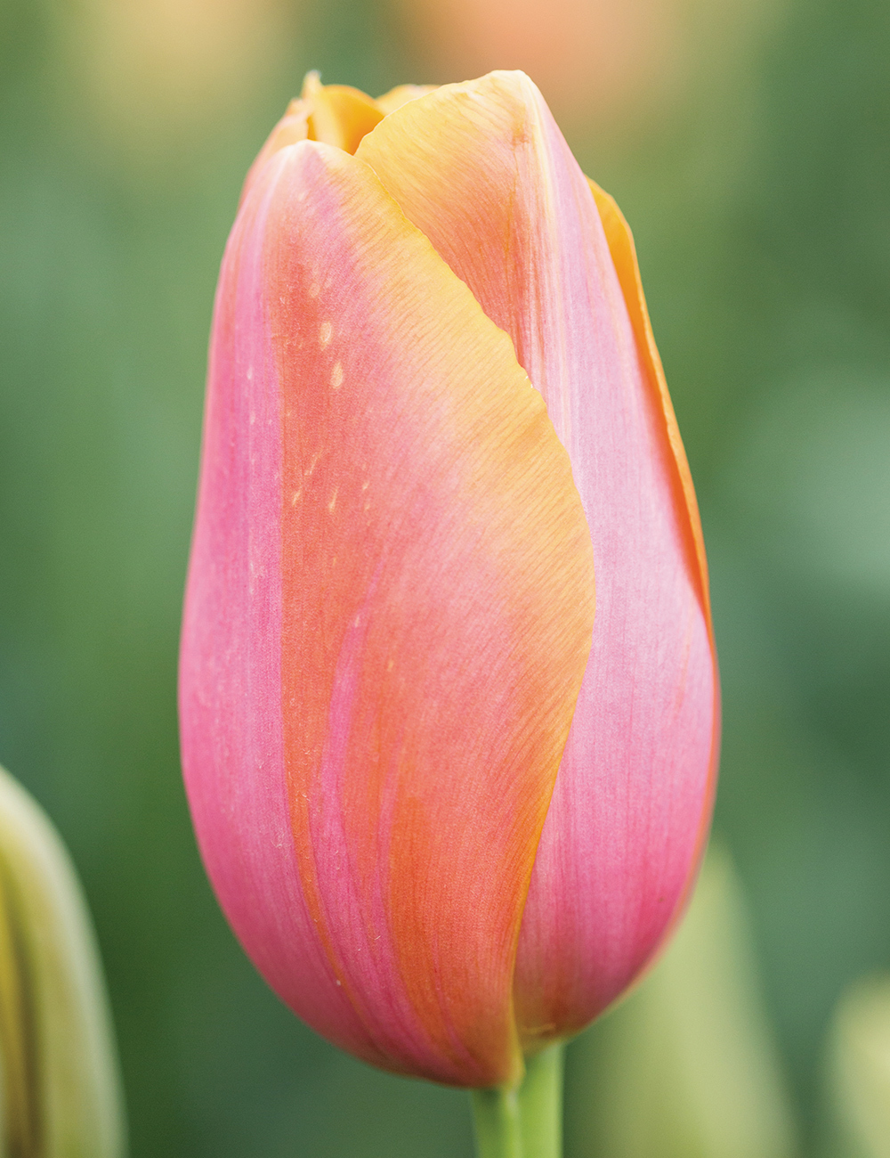 Monet Tulip 'Dordogne'