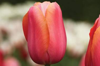 Monet Tulip Grand Cru Carmine