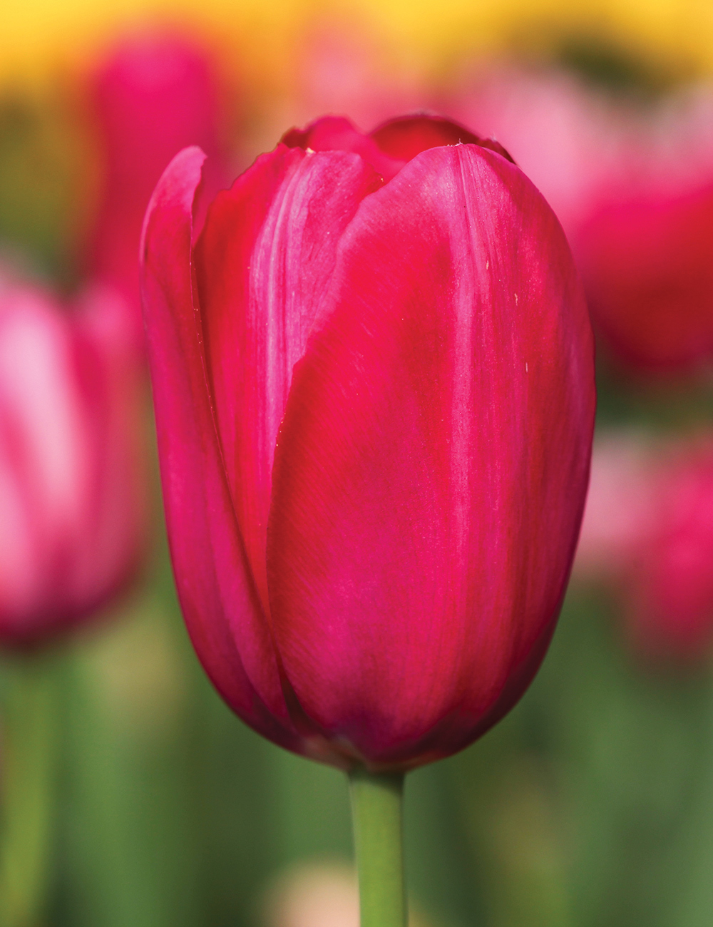 Monet Tulip Grand Style