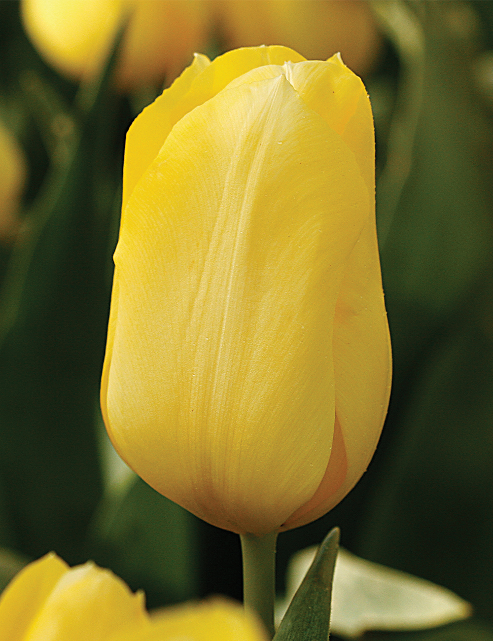 Monet Tulip 'Jan van Nes'