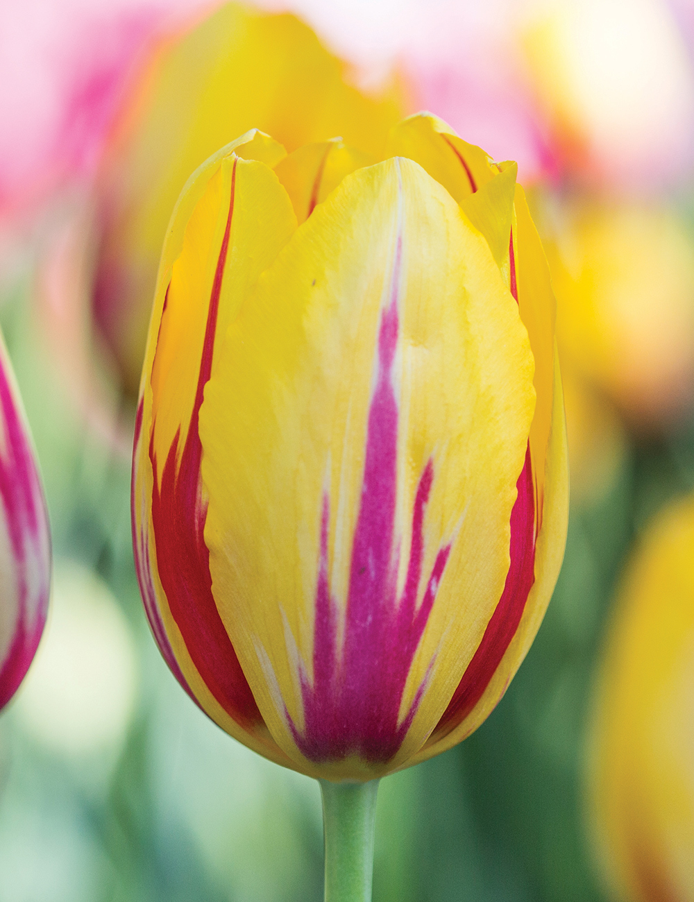 BULK BUY: Monet Tulip La Courtine
